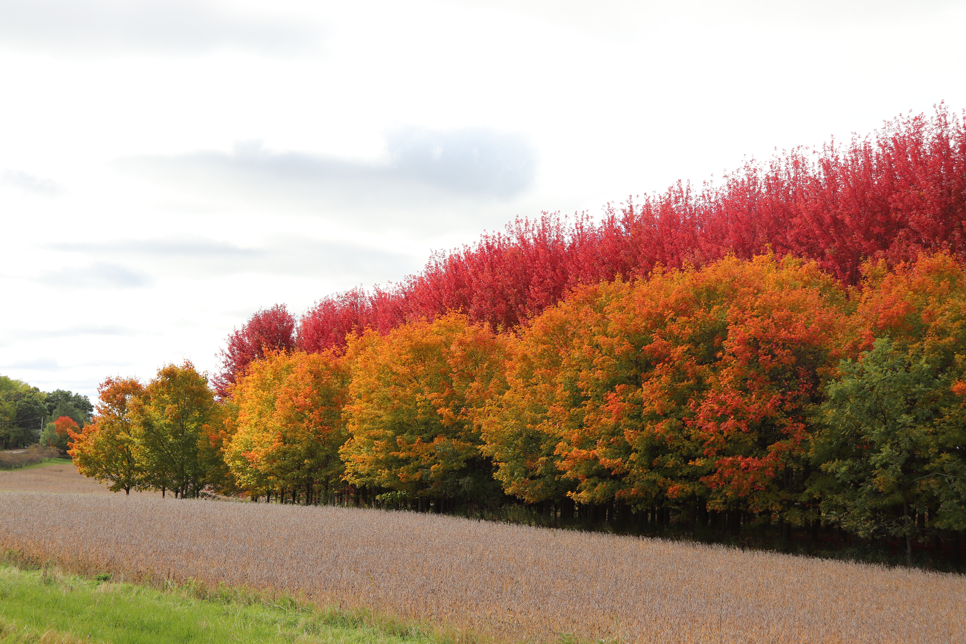 Brilliant red and orange fall foliage along a Midwestern field