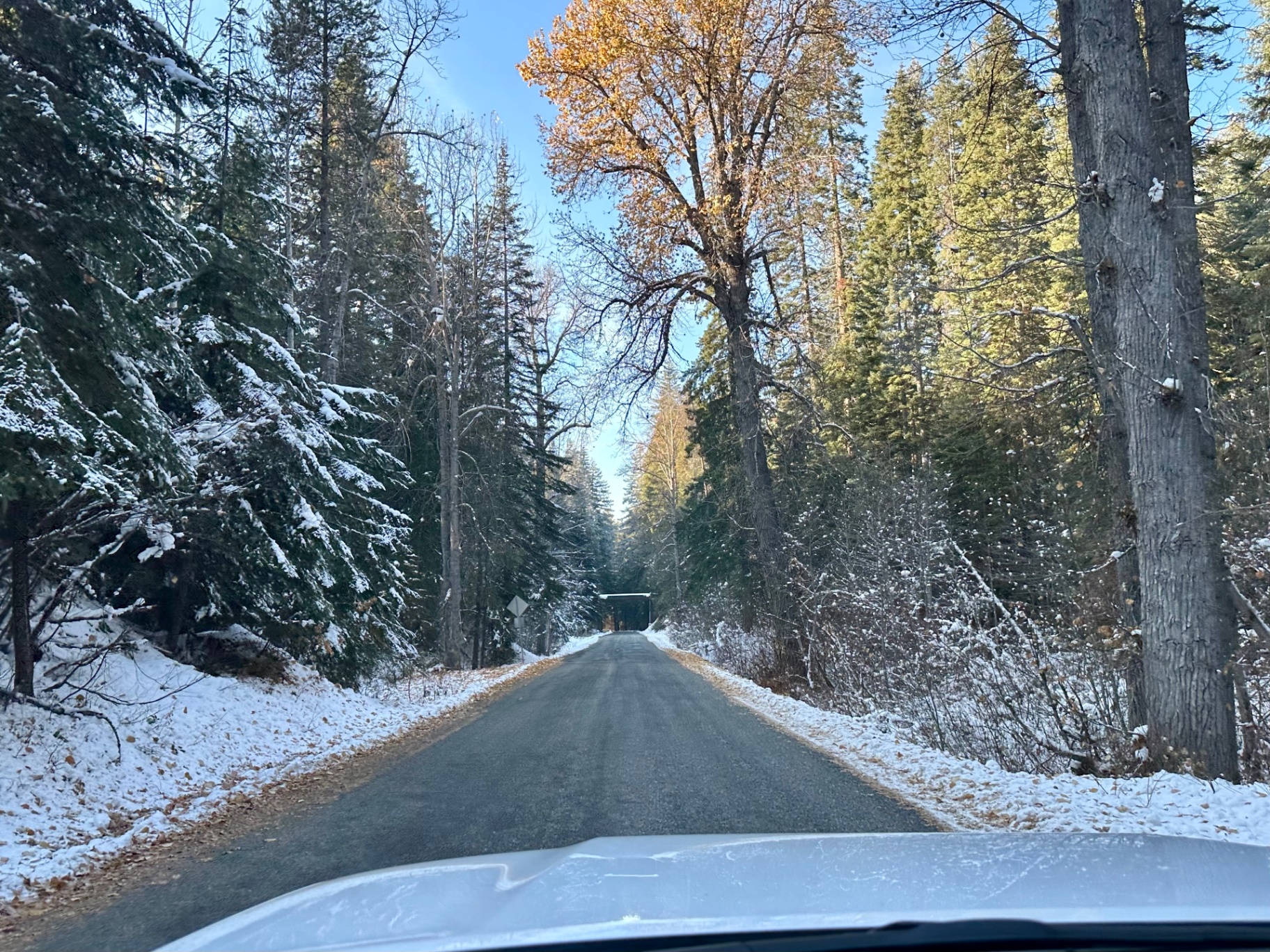 A quiet forest road with a dusting of fresh snow and golden fall leaves